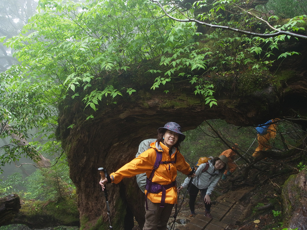 木に沢山の着生木が立ち並び、さながら緑のアーチになっている木のトンネルをくぐる二人の写真