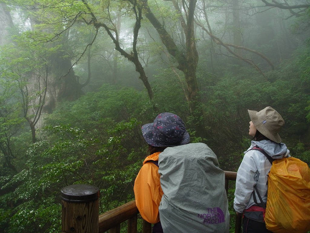 縄文杉を静かに静かに眺め、対話し、静かな時間が流れているのが目に見えそうな二人の後ろ姿と縄文杉の横側
