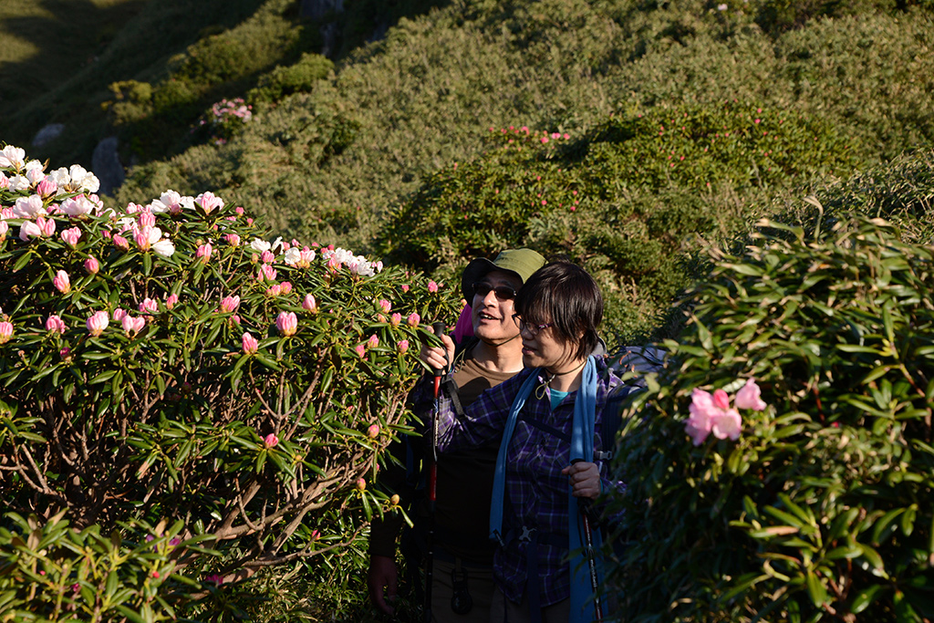登山道の両側を咲き乱れるヤクシマシャクナゲに囲まれて幸せそうに花を見渡しているご夫妻をこっそりと撮った写真