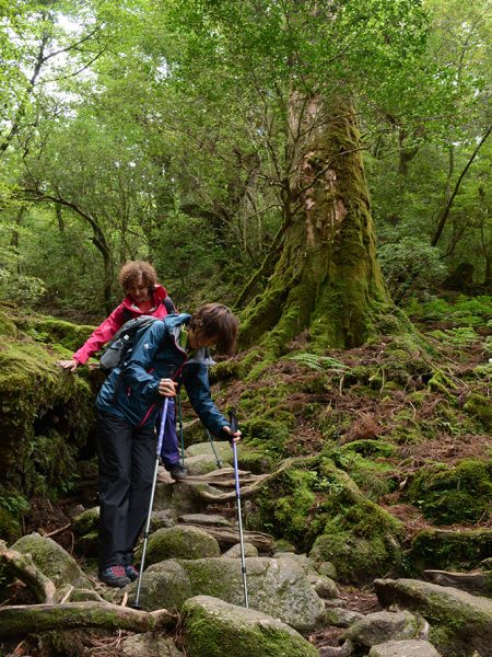 樹齢数百年の杉が立ち並ぶ中を、ストックを使って必死に下りるお二人の素敵な姿を納めた写真