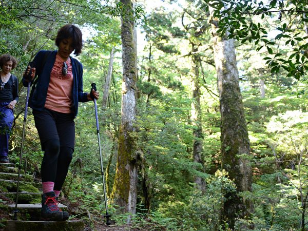 数百年のスギが綺麗に立ち並ぶ森の中を足元に注意しながら下ってくる二人の写真