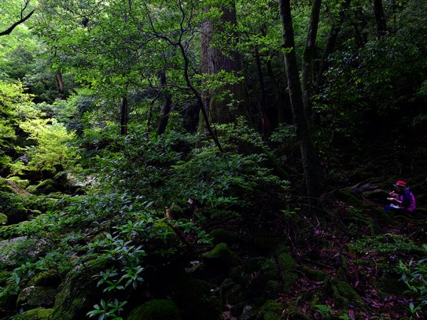 深い森の中で、静かな時間を過ごすべくお弁当を食べながら森と対話する参加者の写真