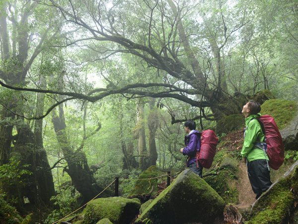 潤いを保った森を気持ち良さそうに眺めている二人の写真