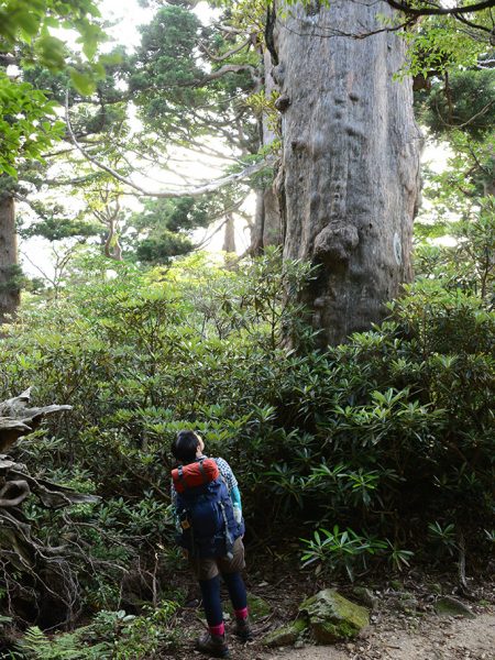 朝の光を受ける屋久杉を見つめる参加者の写真