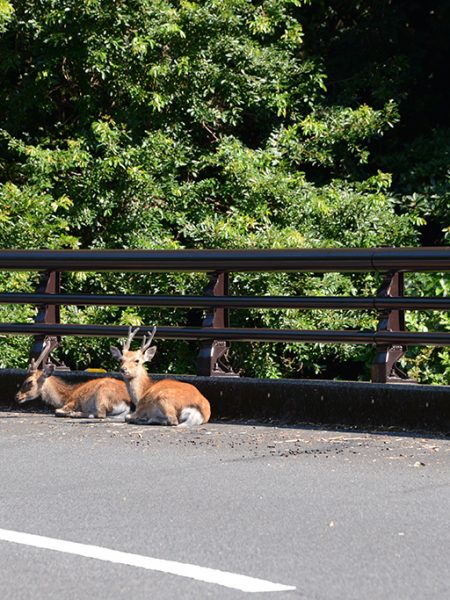 鹿が大集合するその「橋の名は。」