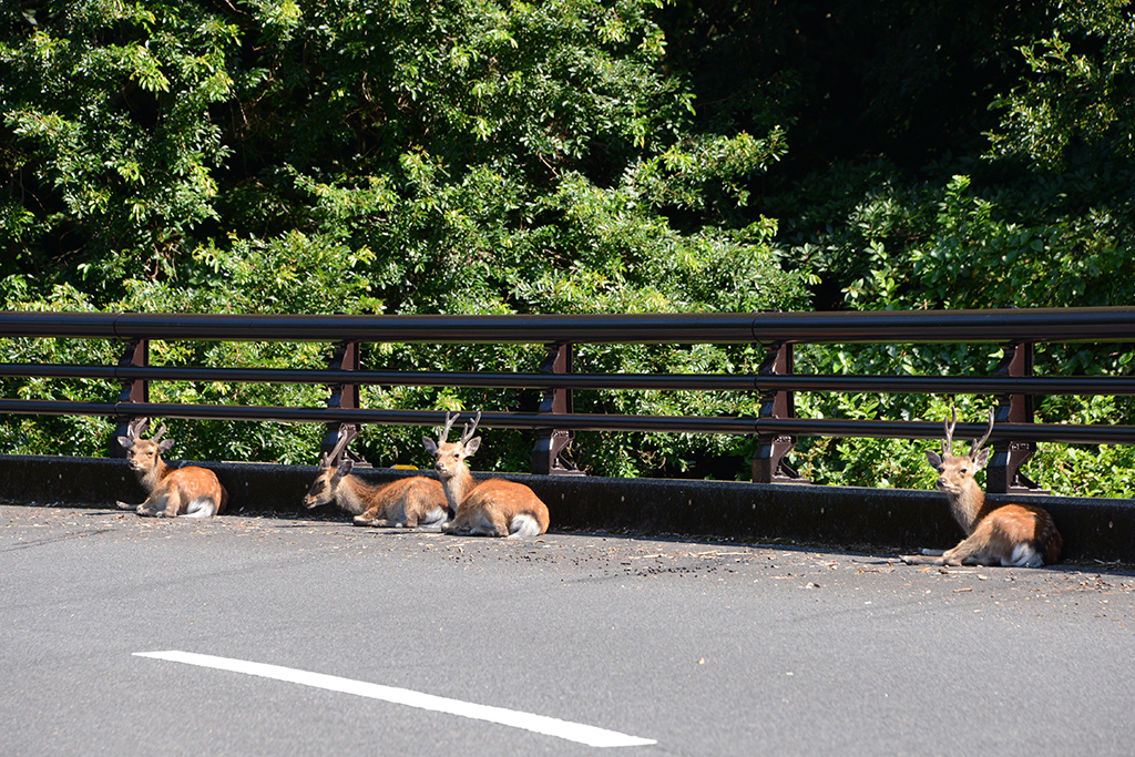 鹿が大集合するその「橋の名は。」