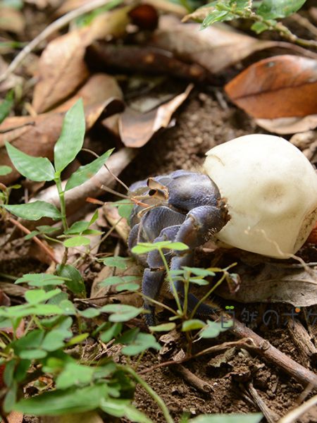 ムラサキオカヤドカリ