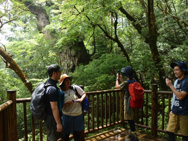 去年縄文杉に出来た新設デッキで縄文杉との新たな対面を楽しむ4人の姿とその背景の縄文杉が写った写真