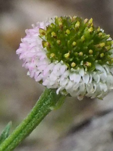 ヒメキクタビラコ