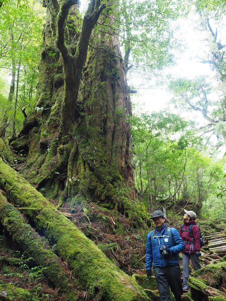 屋久杉の美林で3日間を締めくくる
