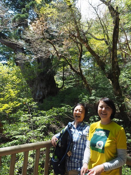 縄文杉さん、待ってらっしゃい♪