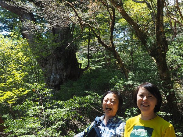 縄文杉さん、待ってらっしゃい♪