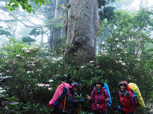 天上のお花畑(ヤクシマシャクナゲ)を歩く縦走ツアー