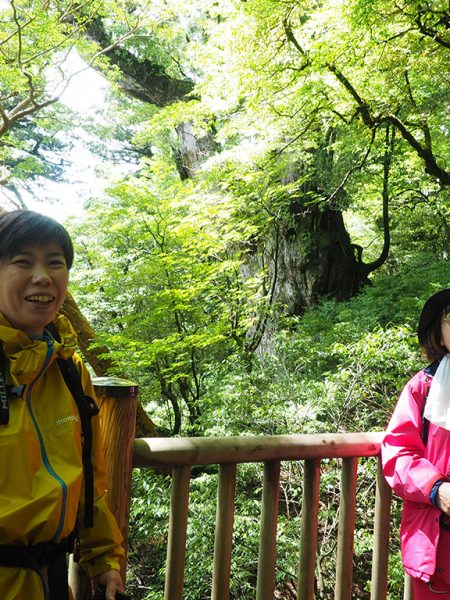 天気見計らって日程調整後の縄文杉