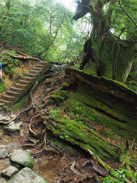 前線通過前に何とか縄文杉と対面！