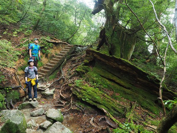 前線通過前に何とか縄文杉と対面!