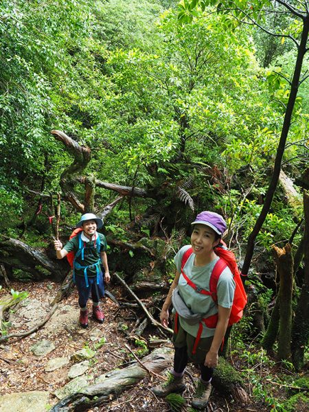 こんな森が屋久島にはあるんです