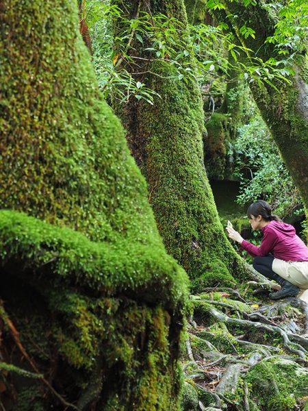 白谷雲水峡グルッと全部廻って分かるその魅力