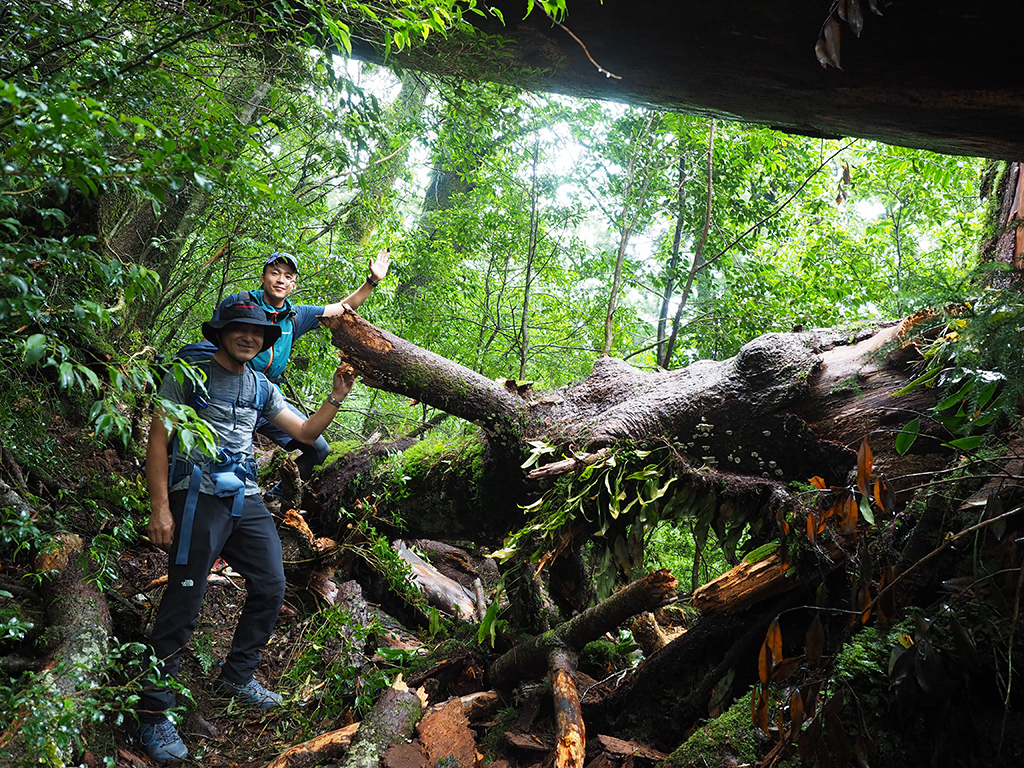 ひと月ほど前に倒れた巨木の下を通り抜ける参加者二人の写真