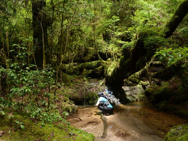 縦走の前にまずは屋久島の森を知りたい!