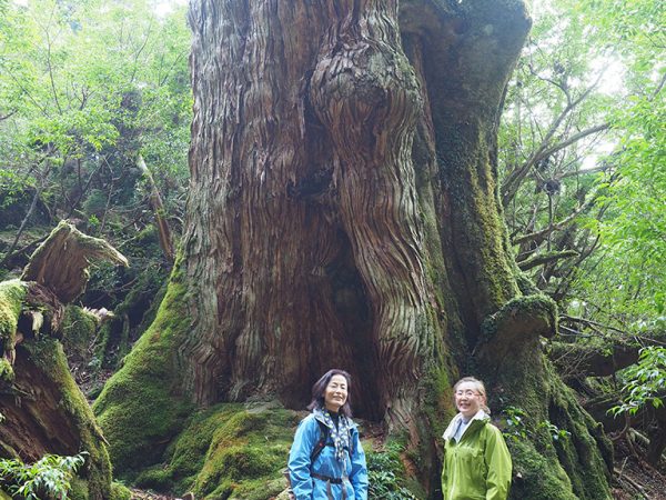 友だちにも逢わせてあげたかった2度目の大和杉