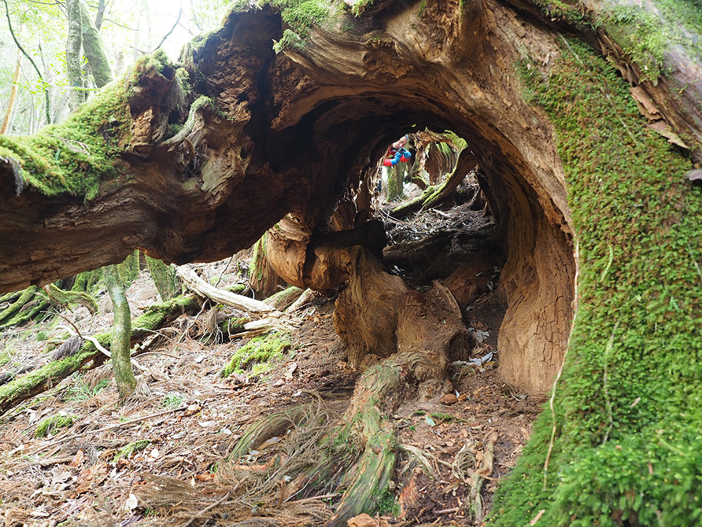 倒木の中身が朽ち果て、トンネルのようになっている倒木の写真