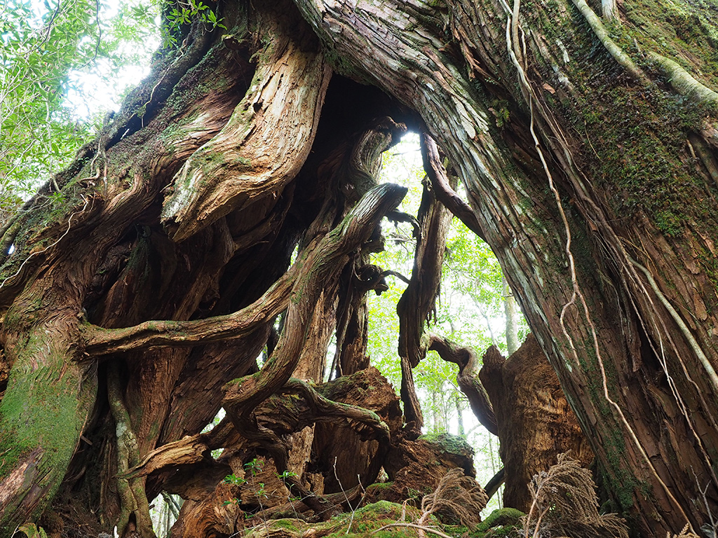 着生している杉や檜の根が下りてきてジャングルジムみたいになっている杉の写真