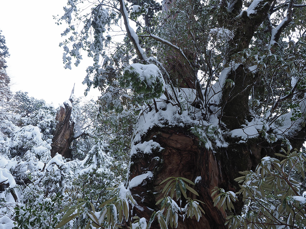 左巻き大檜と呼ばれる大木と雪の写真