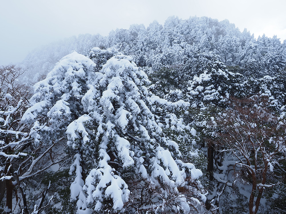 樹冠を覆い尽くす雪の写真
