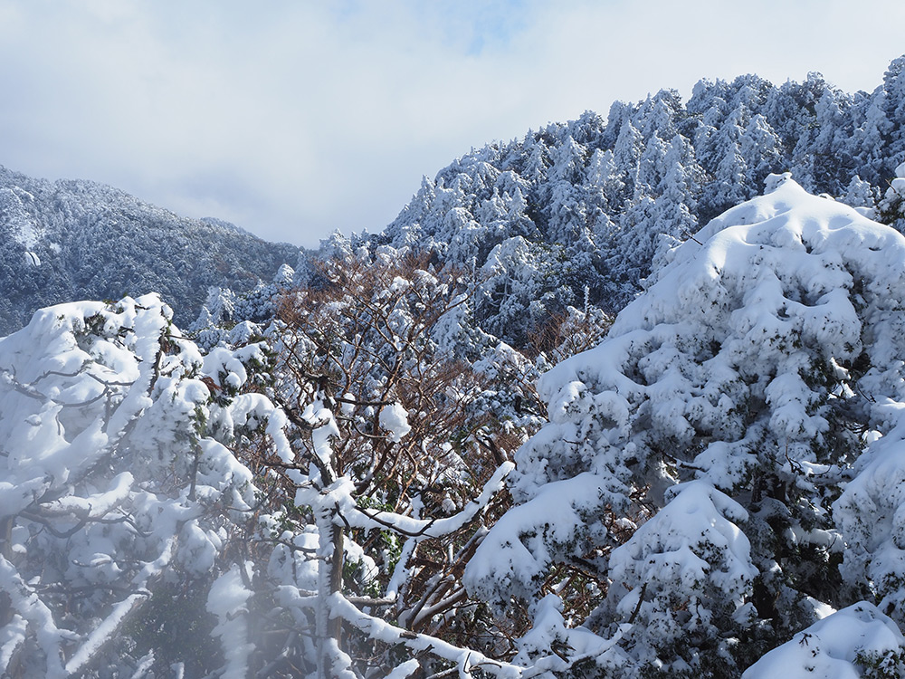 木々に積もる雪の写真