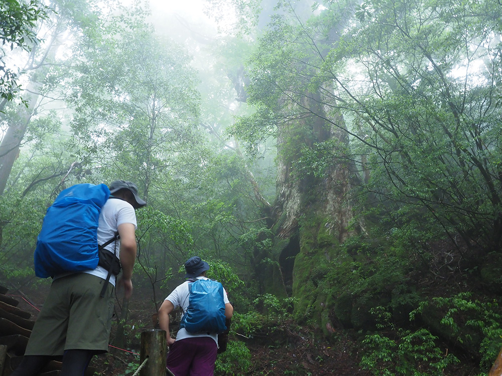 深い霧に包まれる大王杉と対峙する２人の写真