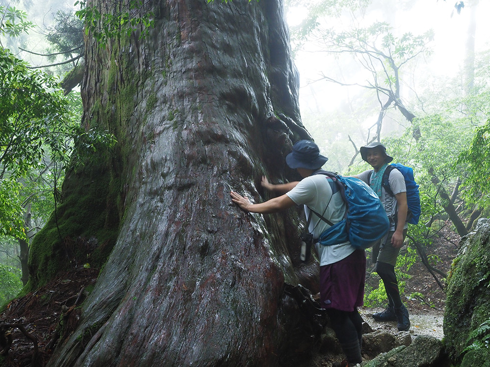 雨をタップリと含んだ屋久杉に触れる２人の写真