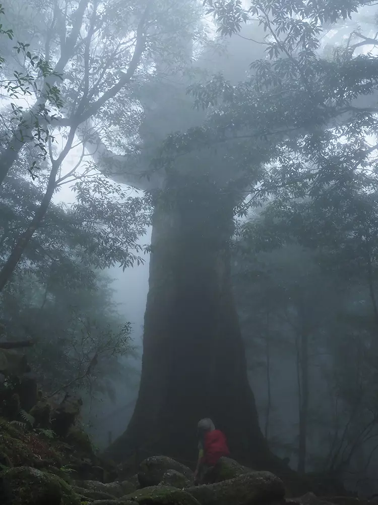 濃いガスの中で浮かび上がるように立っている七本杉に歩み寄る奥さんの写真