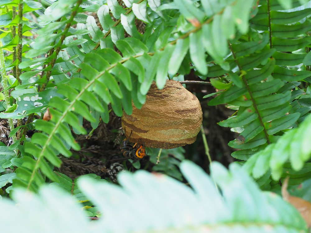 コガタスズメバチとその巣