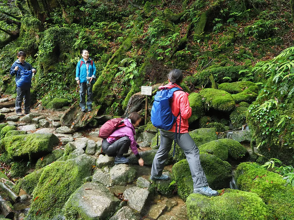 白谷雲水峡らしい苔むした場所に出逢って写真を撮る4人の写真