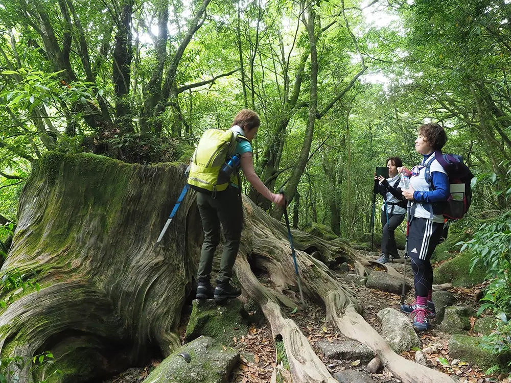 切り株を交代しながらみる参加者の写真