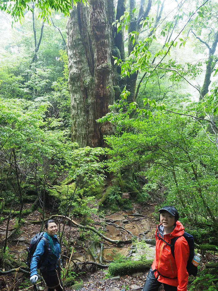 ちょっと離れた所から見る大和杉とお二人の写真