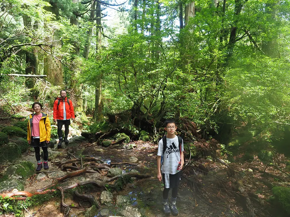 背の高い杉が立ち並ぶスポットにて