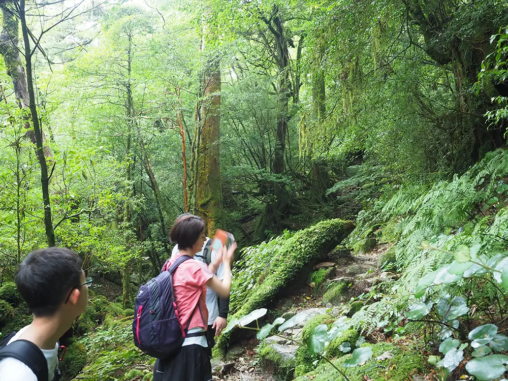 サガリゴケの仲間を写真に収めているところ