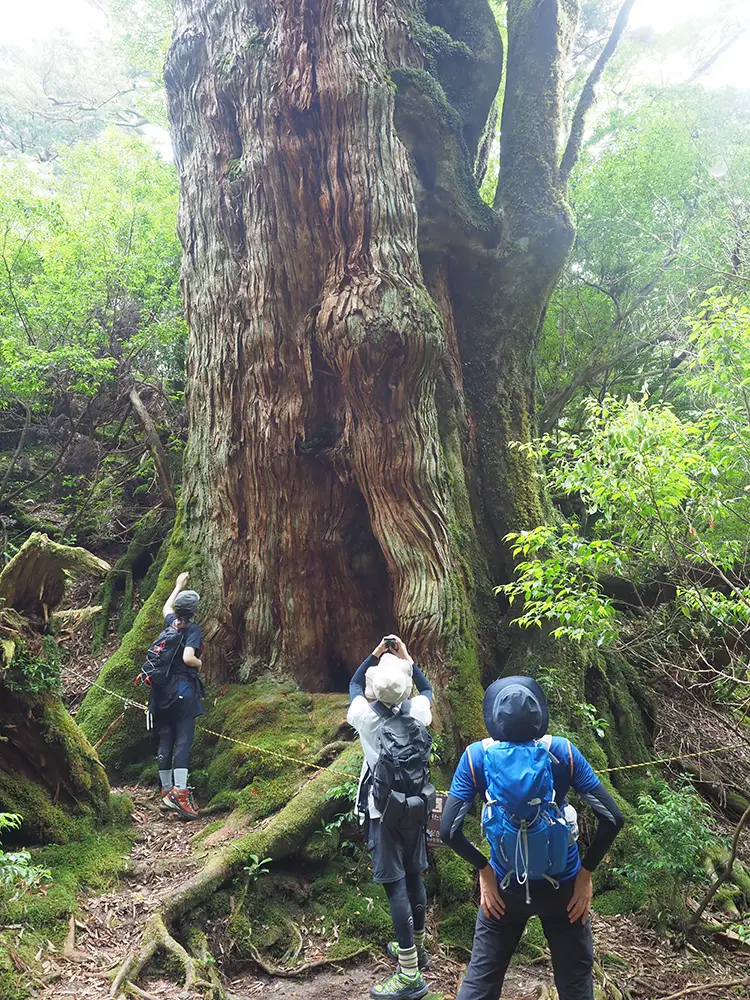 大和杉を見上げる３人の後ろ姿写真