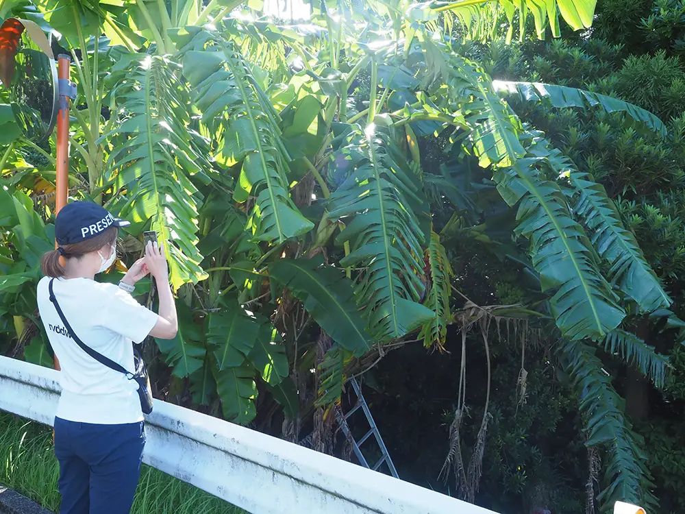 たわわに実るバナナの実を撮影する自然のポケットヘビーリピーターの一人Mさん