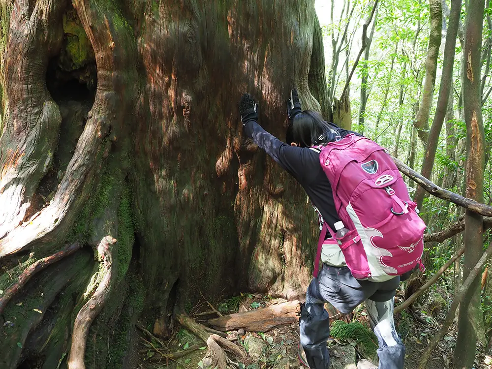 太鼓岩への急登途中にある巨木でエネルギーチャージするAさんの写真