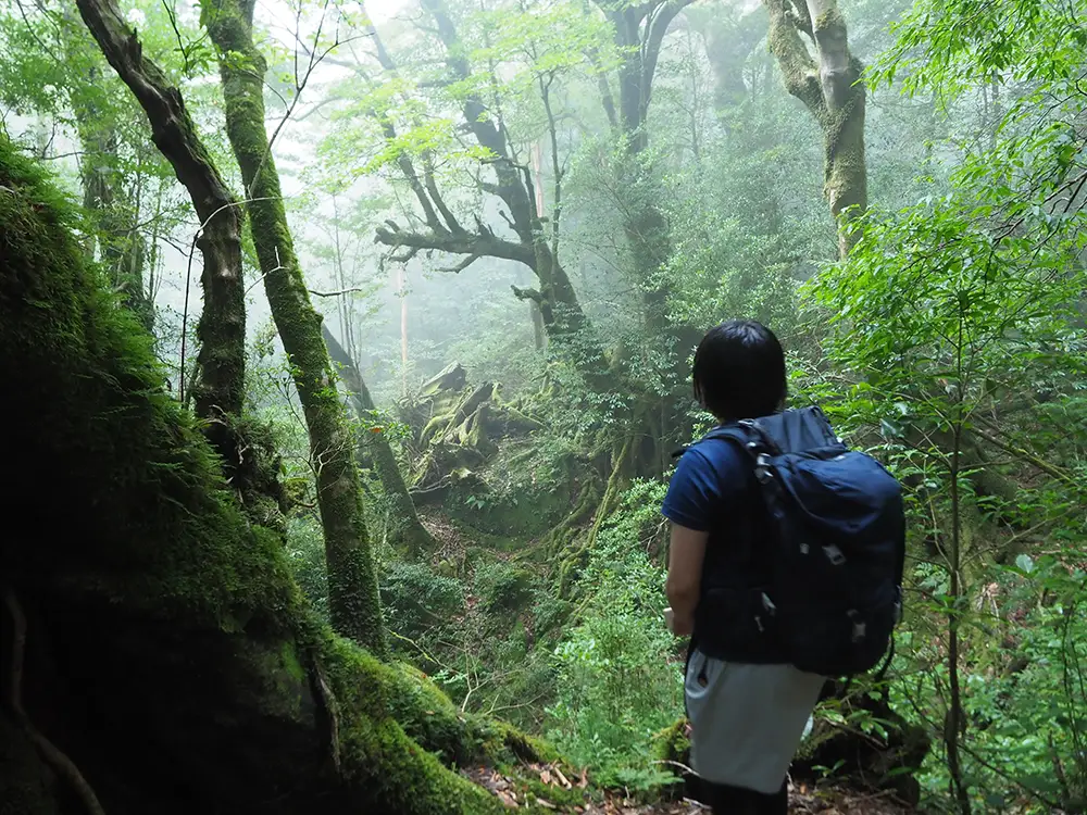 屋久島白谷雲水峡・太鼓岩ツアーで出逢った神秘的な美しさ
