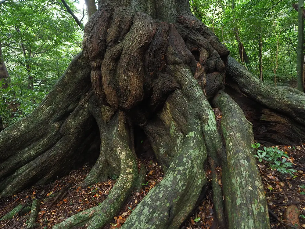 スダジイの巨木の根回り