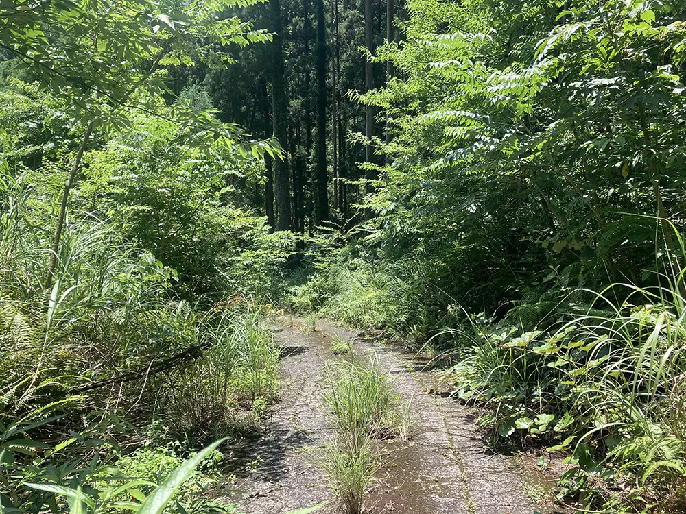 屋久島の沢道入口の様子