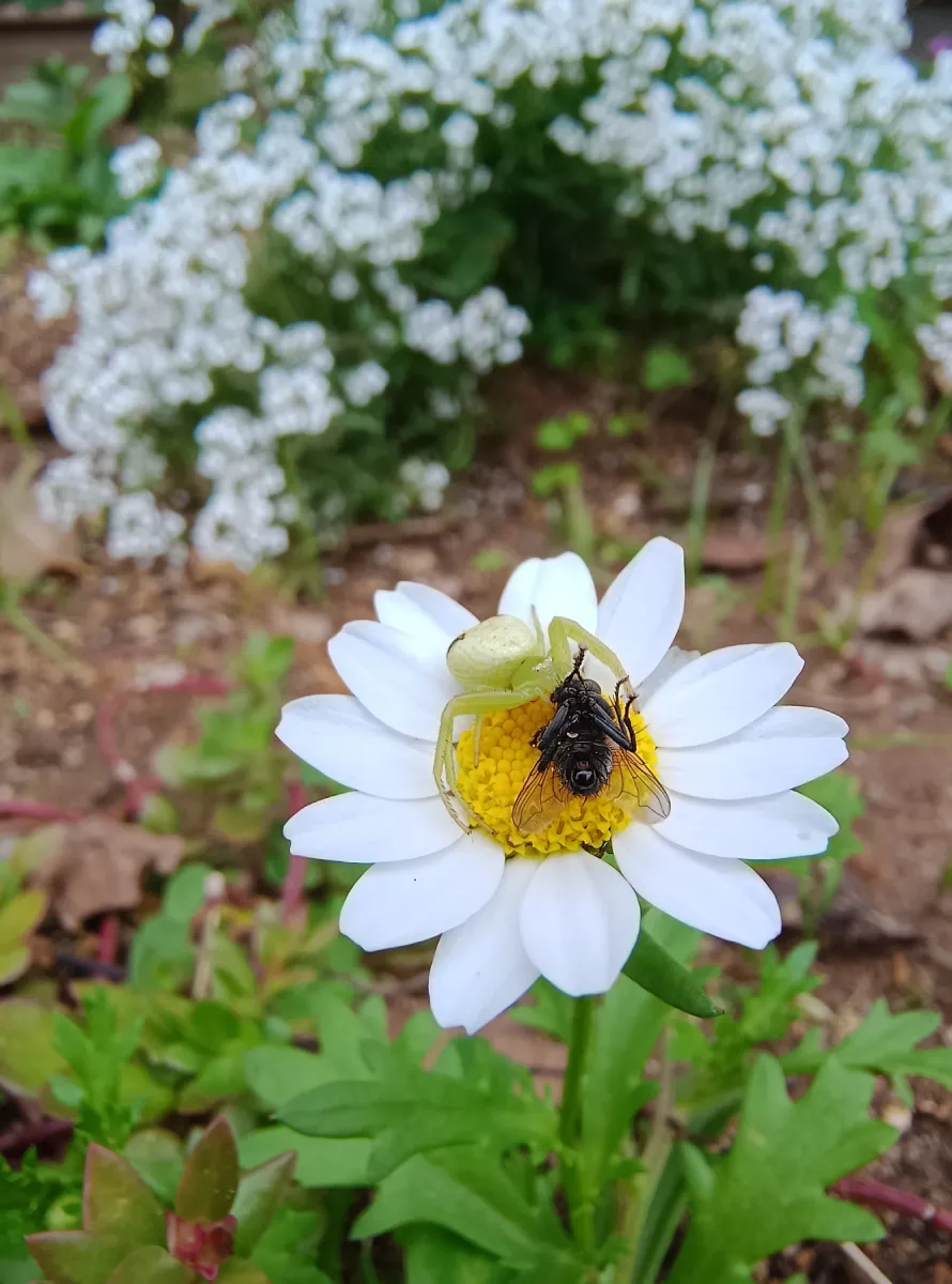白い花に擬態するコハナグモ