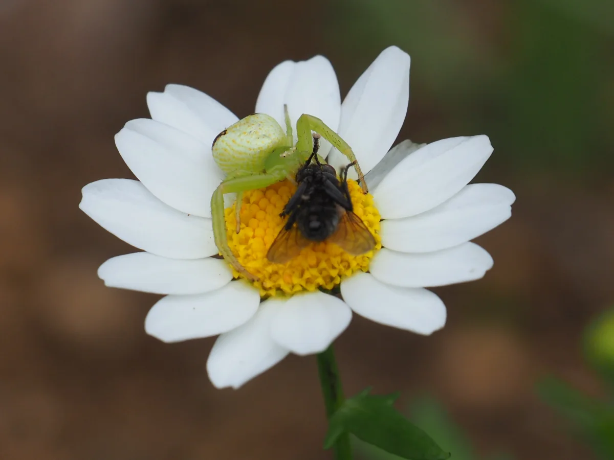 コハナグモ 花の上でハエを捕食