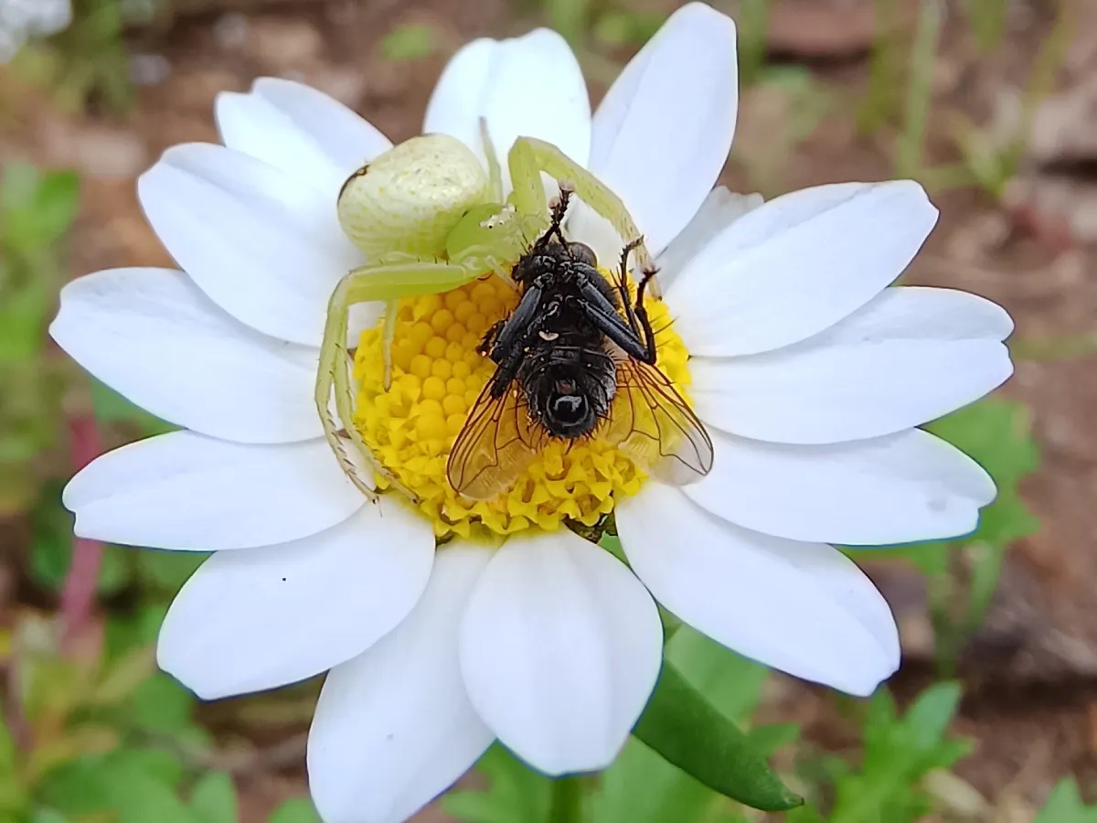 白い花の上で獲物のハエを捕らえた、花に擬態する黄緑色のコハナグモ