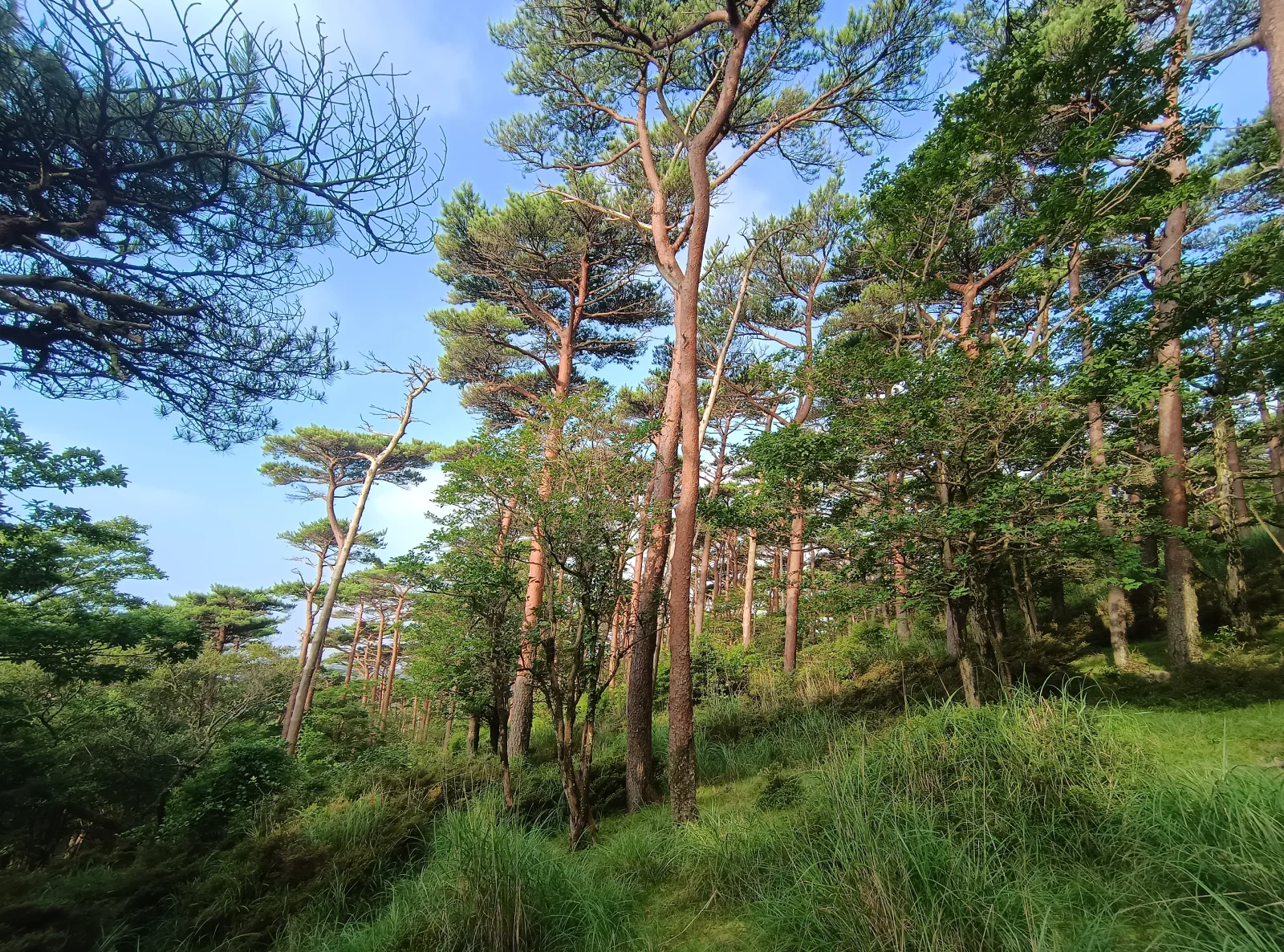 朝日に照らされるアカマツ林
