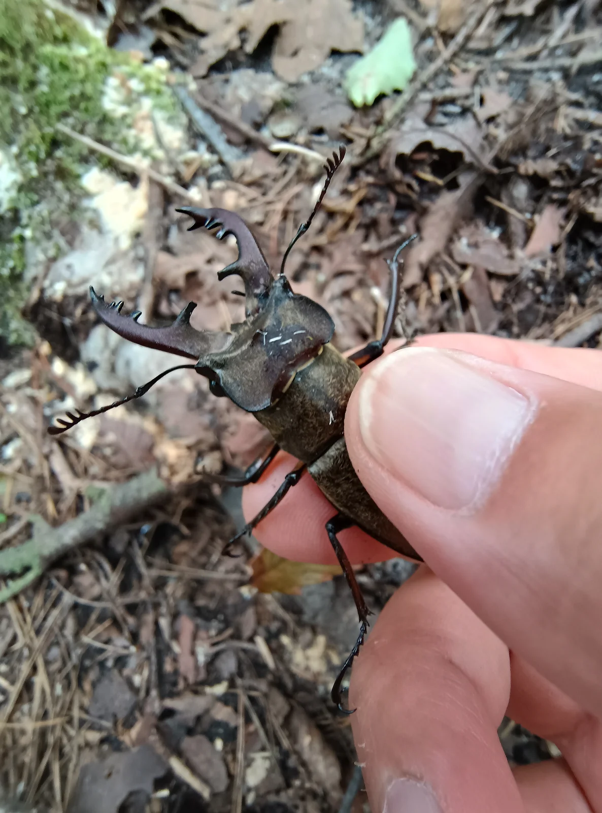 えびの高原で見つけたミヤマクワガタのオスを手に持つ様子
